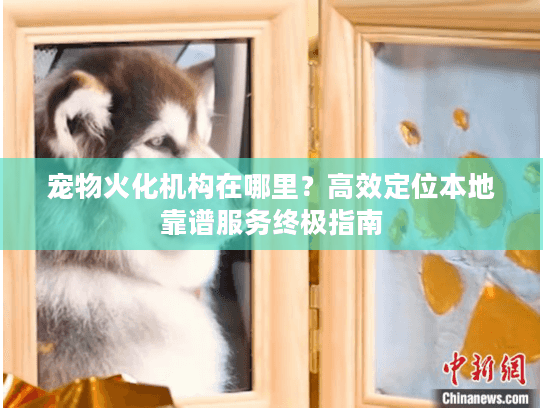宠物火化机构在哪里？高效定位本地靠谱服务终极指南