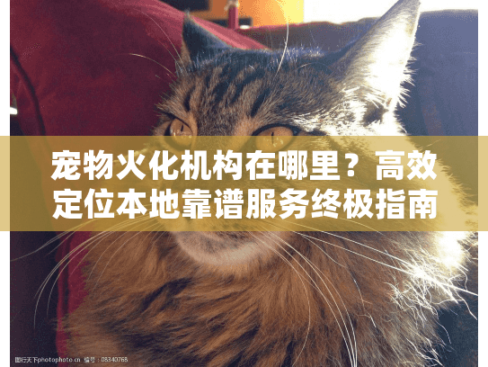 宠物火化机构在哪里？高效定位本地靠谱服务终极指南