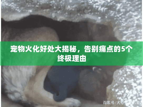 宠物火化好处大揭秘，告别痛点的5个终极理由