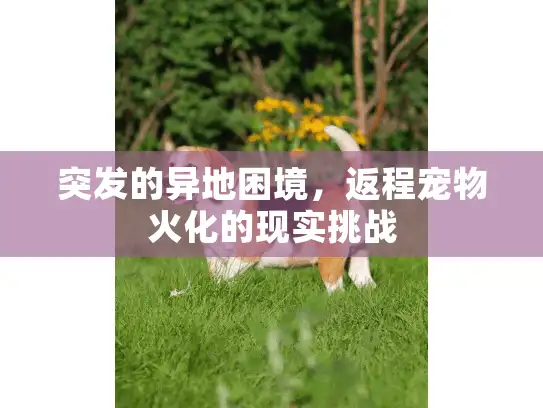 突发的异地困境，返程宠物火化的现实挑战