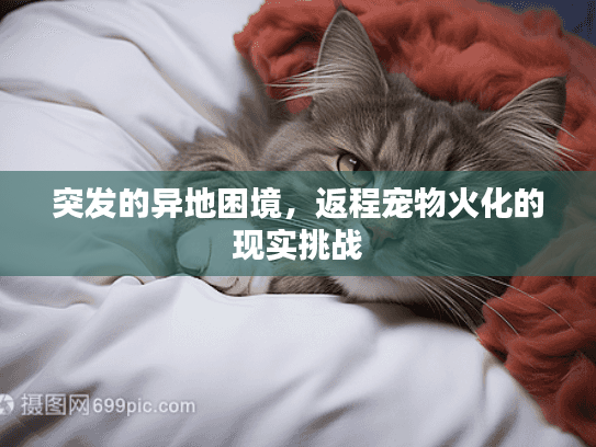 突发的异地困境，返程宠物火化的现实挑战