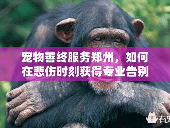 宠物善终服务郑州,如何在悲伤时刻获得专业告别关怀? 宠物善终服务郑州,如何在悲伤时刻获得专业告别关怀?