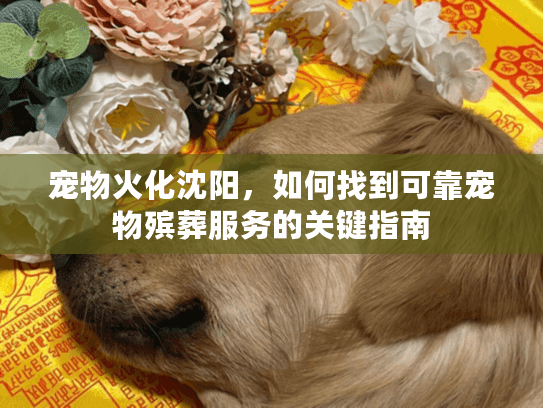 宠物火化沈阳，如何找到可靠宠物殡葬服务的关键指南
