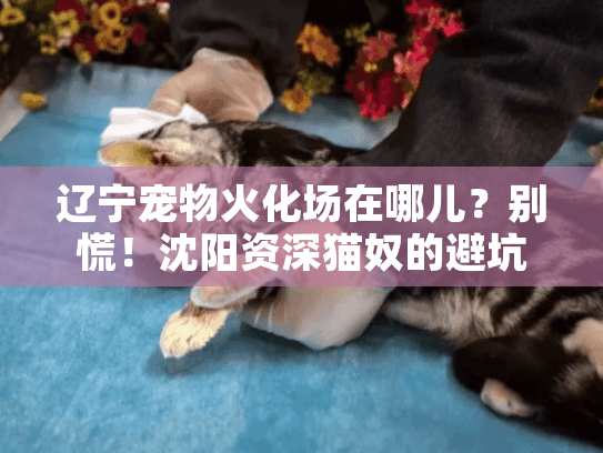 辽宁宠物火化场在哪儿？别慌！沈阳资深猫奴的避坑路线图