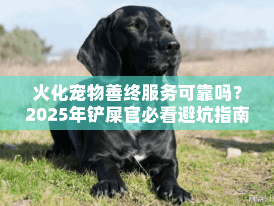 火化宠物善终服务可靠吗？2025年铲屎官必看避坑指南
