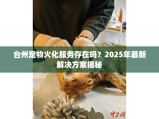 台州宠物火化服务存在吗?2025年最新解决方案揭秘 台州宠物火化服务存在吗?2025年最新解决方案揭秘