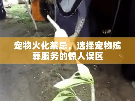 宠物火化禁忌，选择宠物殡葬服务的惊人误区
