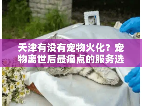 天津有没有宠物火化？宠物离世后最痛点的服务选择解析