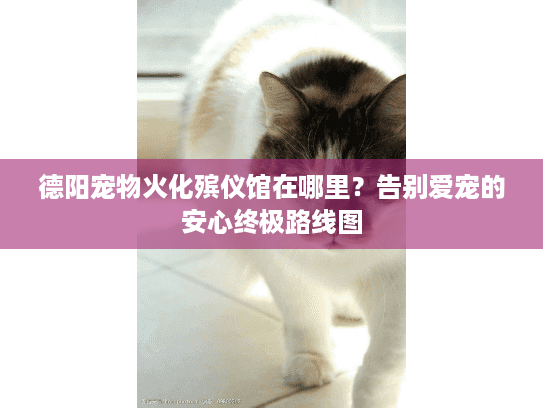 德阳宠物火化殡仪馆在哪里？告别爱宠的安心终极路线图