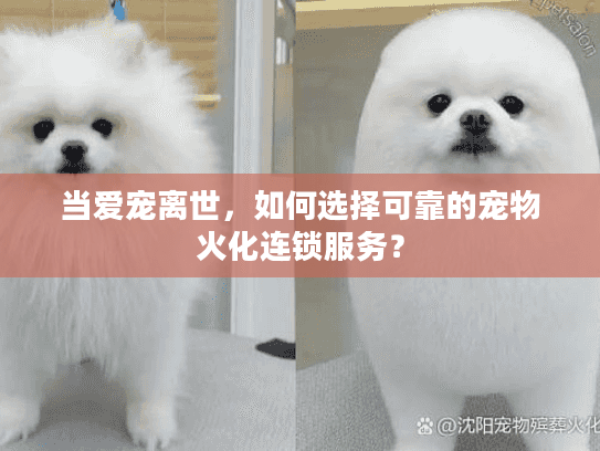 当爱宠离世，如何选择可靠的宠物火化连锁服务？