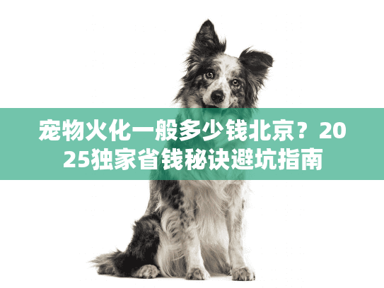 宠物火化一般多少钱北京？2025独家省钱秘诀避坑指南