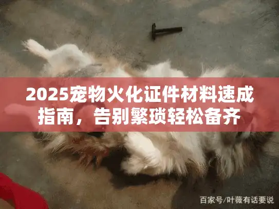 2025宠物火化证件材料速成指南，告别繁琐轻松备齐