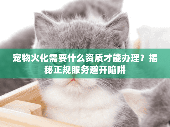 宠物火化需要什么资质才能办理？揭秘正规服务避开陷阱