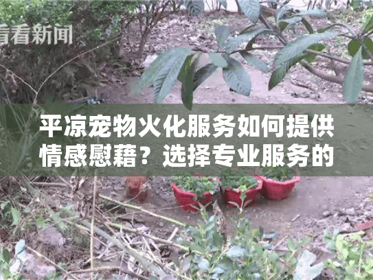 平凉宠物火化服务如何提供情感慰藉？选择专业服务的重要性