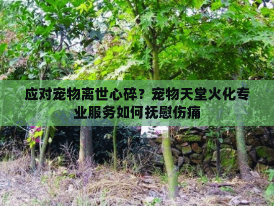 应对宠物离世心碎?宠物天堂火化专业服务如何抚慰伤痛 应对宠物离世心碎?宠物天堂火化专业服务如何抚慰伤痛