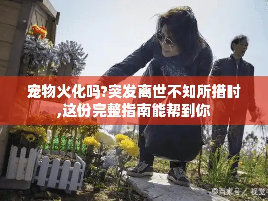 宠物火化吗?突发离世不知所措时,这份完整指南能帮到你 宠物火化吗?突发离世不知所措时,这份完整指南能帮到你