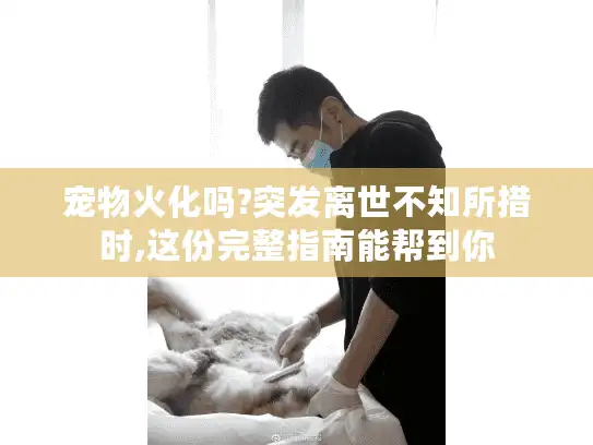宠物火化吗?突发离世不知所措时,这份完整指南能帮到你 宠物火化吗?突发离世不知所措时,这份完整指南能帮到你