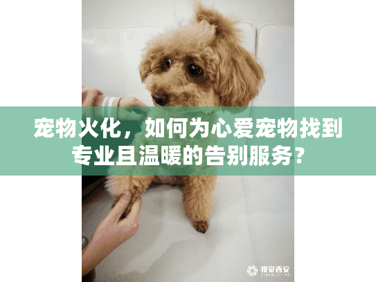 宠物火化,如何为心爱宠物找到专业且温暖的告别服务? 宠物火化,如何为心爱宠物找到专业且温暖的告别服务?