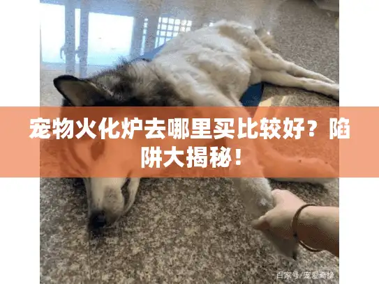 宠物火化炉去哪里买比较好？陷阱大揭秘！