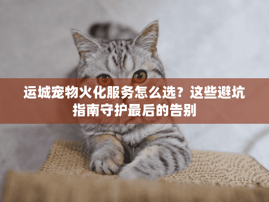 运城宠物火化服务怎么选？这些避坑指南守护最后的告别