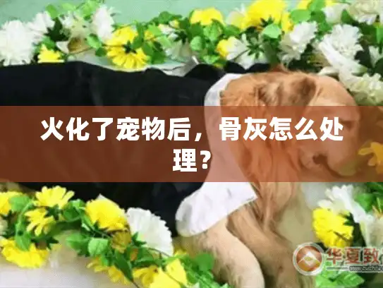 火化了宠物后,骨灰怎么处理? 火化了宠物后,骨灰怎么处理?