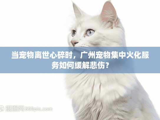 当宠物离世心碎时，广州宠物集中火化服务如何缓解悲伤？