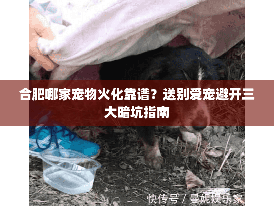 合肥哪家宠物火化靠谱？送别爱宠避开三大暗坑指南