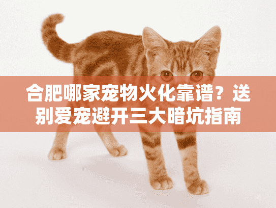 合肥哪家宠物火化靠谱？送别爱宠避开三大暗坑指南