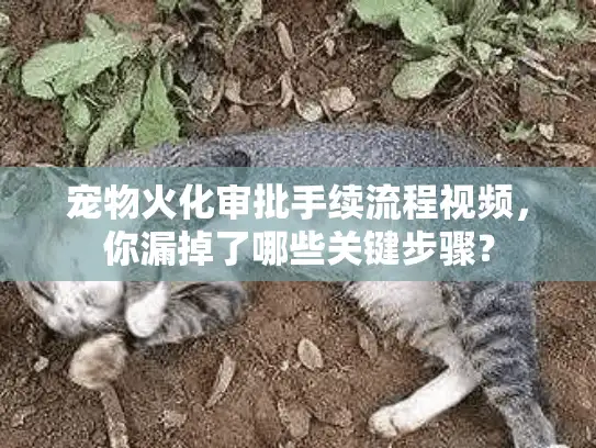 宠物火化审批手续流程视频,你漏掉了哪些关键步骤? 宠物火化审批手续流程视频,你漏掉了哪些关键步骤?
