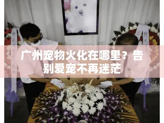 广州宠物火化在哪里？告别爱宠不再迷茫
