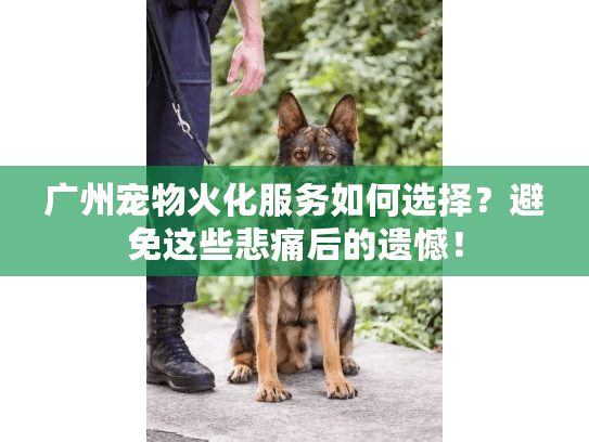 广州宠物火化服务如何选择？避免这些悲痛后的遗憾！