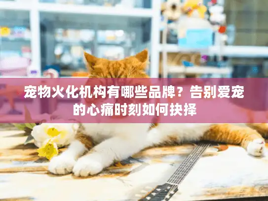 宠物火化机构有哪些品牌?告别爱宠的心痛时刻如何抉择 宠物火化机构有哪些品牌?告别爱宠的心痛时刻如何抉择