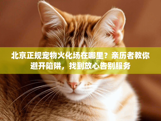 北京正规宠物火化场在哪里？亲历者教你避开陷阱，找到放心告别服务