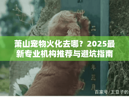 萧山宠物火化去哪？2025最新专业机构推荐与避坑指南