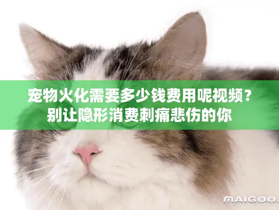 宠物火化需要多少钱费用呢视频？别让隐形消费刺痛悲伤的你