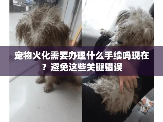 宠物火化需要办理什么手续吗现在？避免这些关键错误