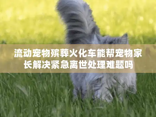 流动宠物殡葬火化车能帮宠物家长解决紧急离世处理难题吗