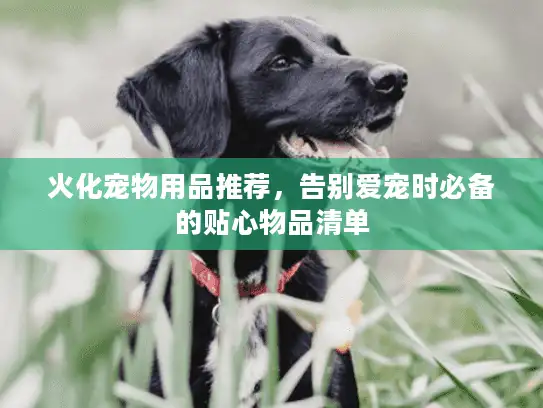 火化宠物用品推荐,告别爱宠时必备的贴心物品清单 火化宠物用品推荐,告别爱宠时必备的贴心物品清单