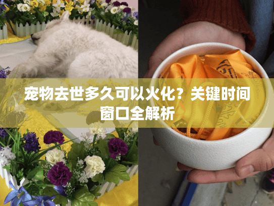 宠物去世多久可以火化？关键时间窗口全解析