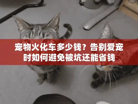 宠物火化车多少钱？告别爱宠时如何避免被坑还能省钱