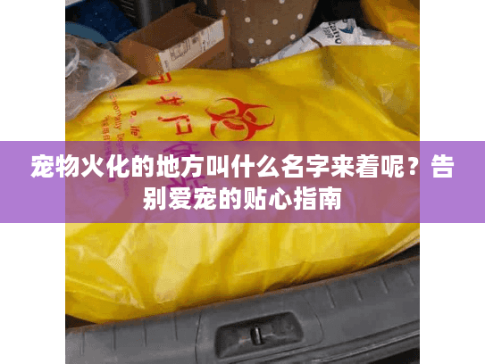 宠物火化的地方叫什么名字来着呢？告别爱宠的贴心指南