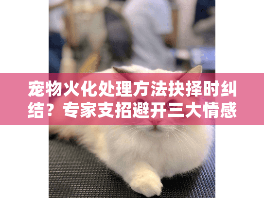 宠物火化处理方法抉择时纠结？专家支招避开三大情感陷阱