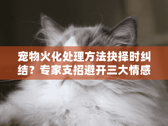 宠物火化处理方法抉择时纠结？专家支招避开三大情感陷阱