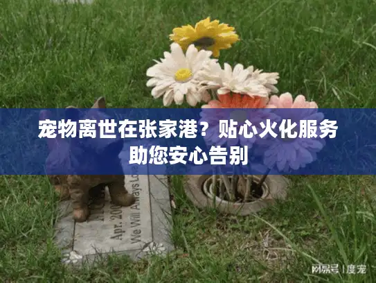 宠物离世在张家港？贴心火化服务助您安心告别