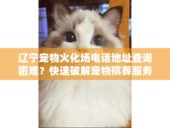 辽宁宠物火化场电话地址查询困难？快速破解宠物殡葬服务选择难题