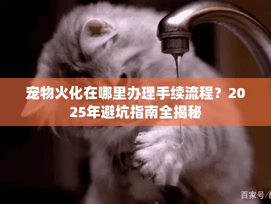 宠物火化在哪里办理手续流程？2025年避坑指南全揭秘