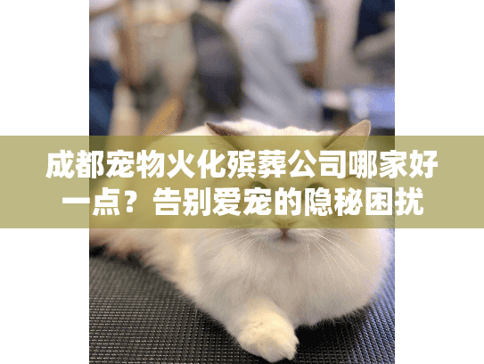 成都宠物火化殡葬公司哪家好一点？告别爱宠的隐秘困扰