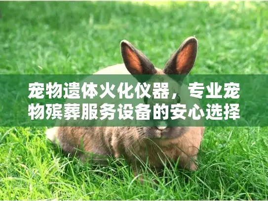 宠物遗体火化仪器,专业宠物殡葬服务设备的安心选择 宠物遗体火化仪器,专业宠物殡葬服务设备的安心选择