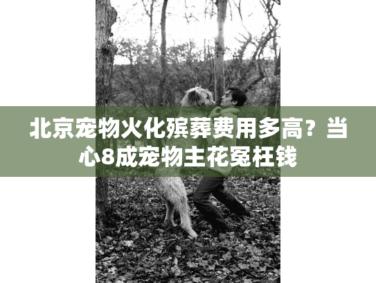 北京宠物火化殡葬费用多高？当心8成宠物主花冤枉钱