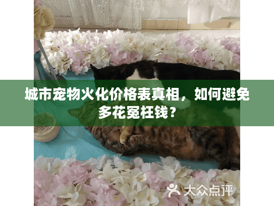 城市宠物火化价格表真相,如何避免多花冤枉钱? 城市宠物火化价格表真相,如何避免多花冤枉钱?